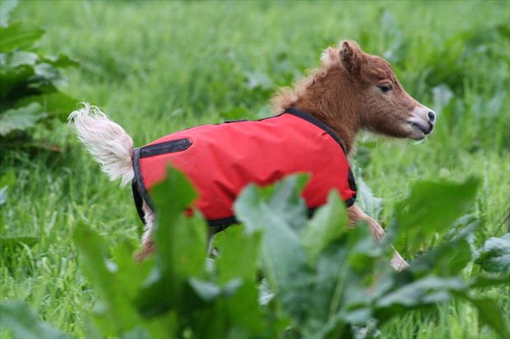 Gizella & miniature føl. billede 22