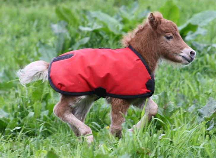 Gizella & miniature føl. billede 23