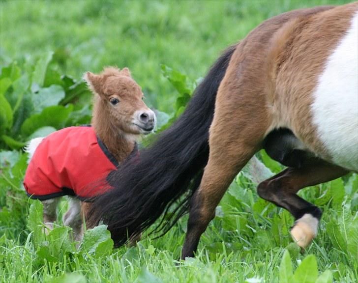 Gizella & miniature føl. billede 24