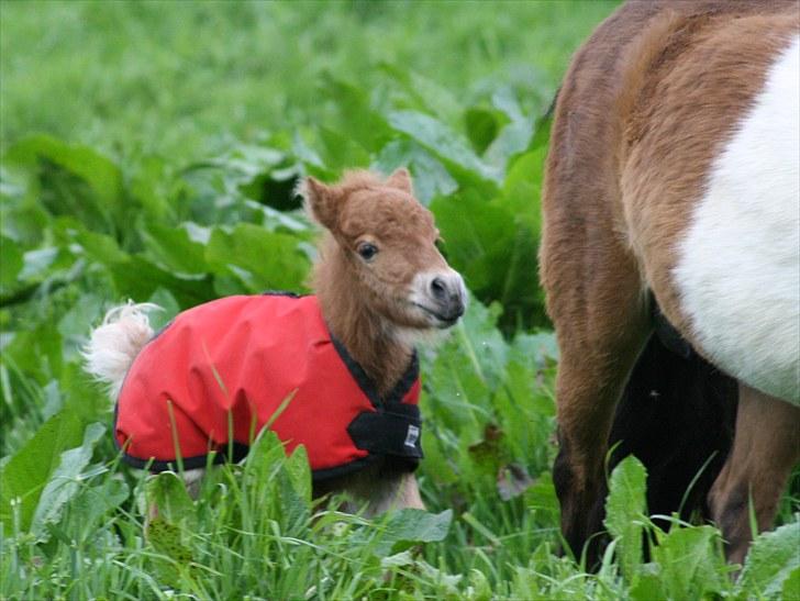 Gizella & miniature føl. billede 25