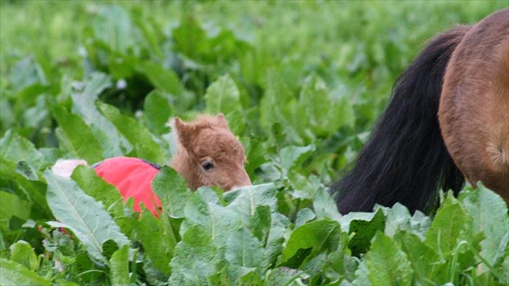 Gizella & miniature føl. billede 26