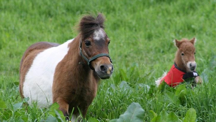 Gizella & miniature føl. billede 27