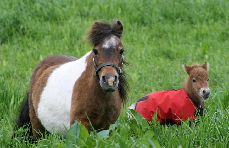 Gizella & miniature føl. billede 28