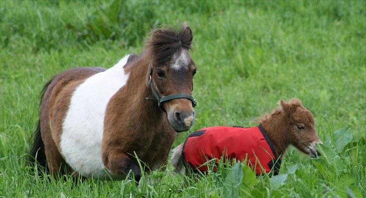 Gizella & miniature føl. billede 29