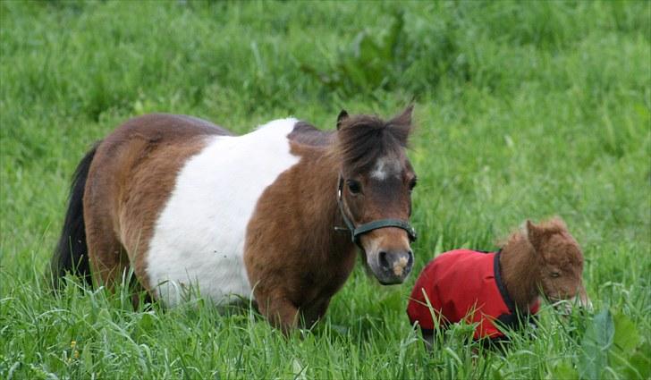 Gizella & miniature føl. billede 30
