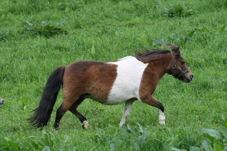 Gizella & miniature føl. billede 31