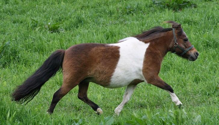 Gizella & miniature føl. billede 32