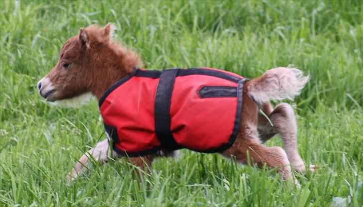 Gizella & miniature føl. billede 33