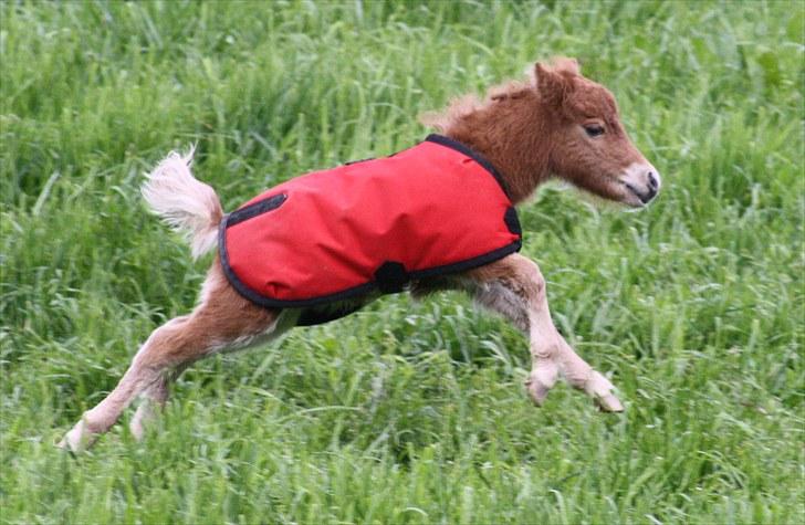 Gizella & miniature føl. billede 34