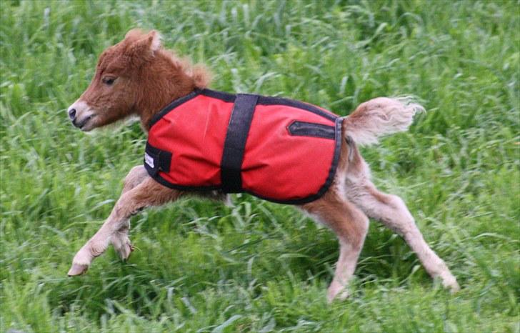 Gizella & miniature føl. billede 35