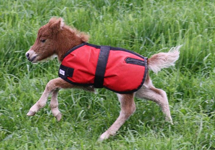 Gizella & miniature føl. billede 36