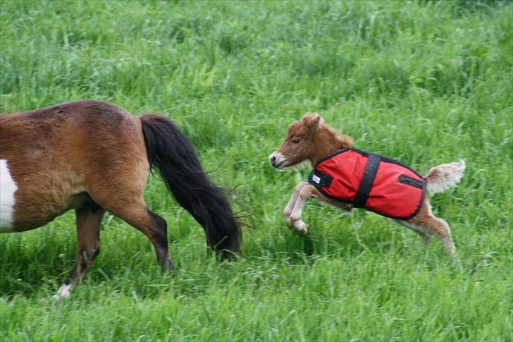 Gizella & miniature føl. billede 37