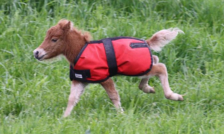 Gizella & miniature føl. billede 38