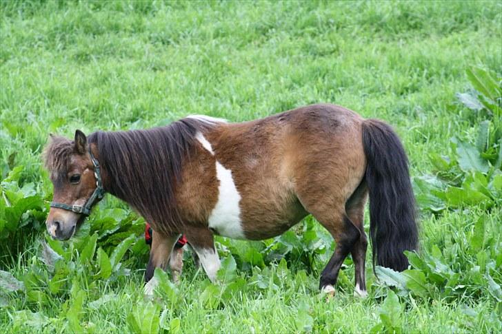 Gizella & miniature føl. billede 39