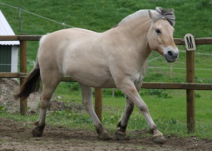 Gizella & miniature føl. billede 40