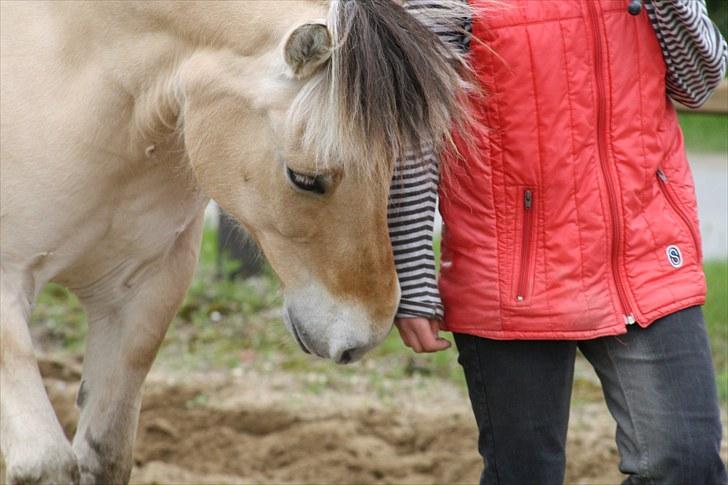 Gizella & miniature føl. billede 41