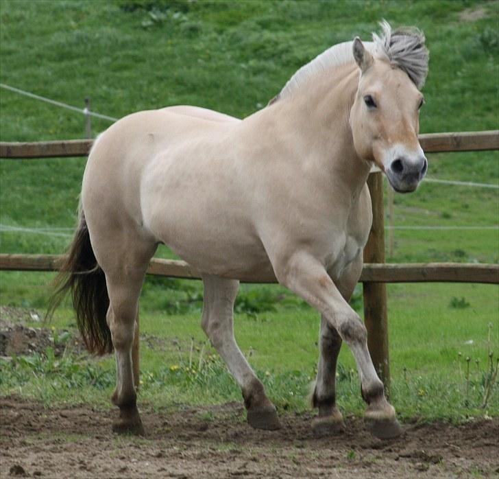 Gizella & miniature føl. billede 42