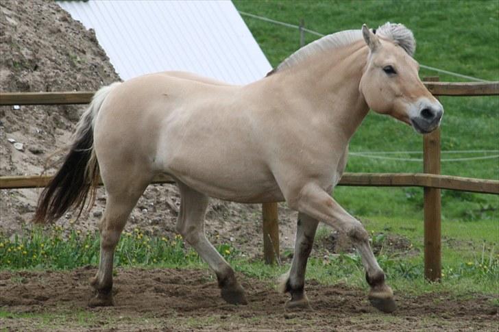 Gizella & miniature føl. billede 43