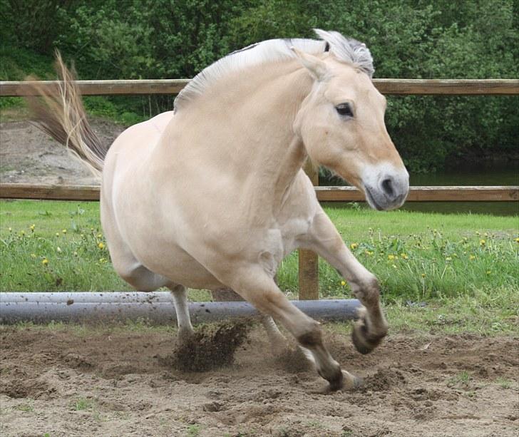 Gizella & miniature føl. billede 44