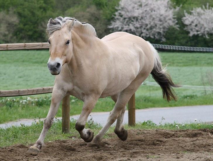 Gizella & miniature føl. billede 45