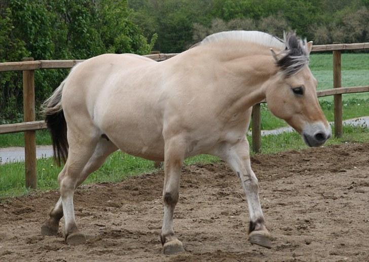 Gizella & miniature føl. billede 46