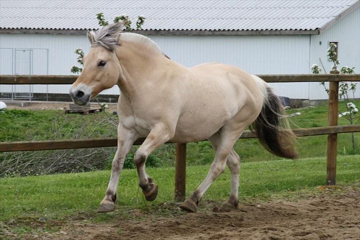 Gizella & miniature føl. billede 47