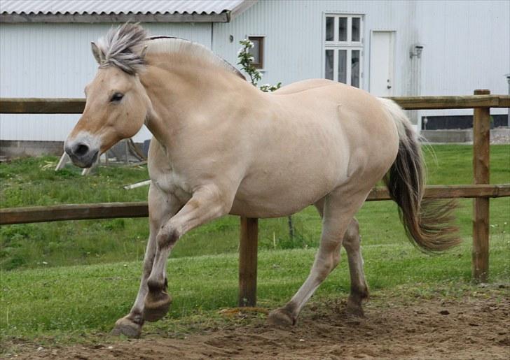 Gizella & miniature føl. billede 48