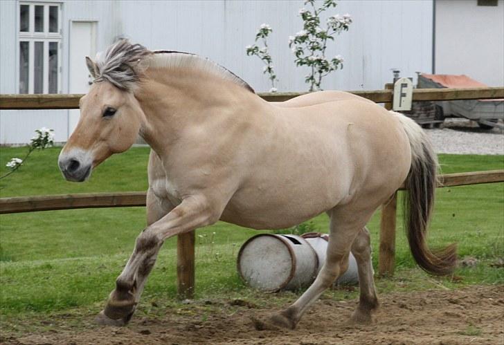 Gizella & miniature føl. billede 49