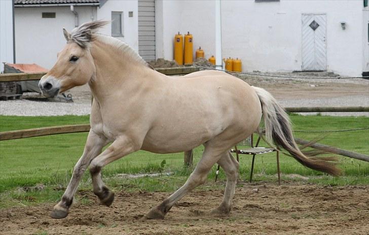 Gizella & miniature føl. billede 50