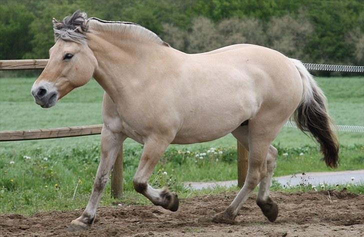 Gizella & miniature føl. billede 51