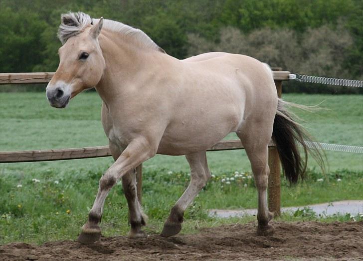 Gizella & miniature føl. billede 52