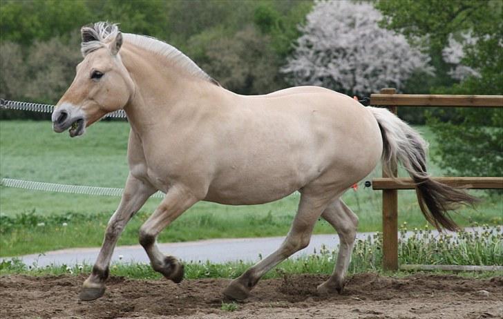 Gizella & miniature føl. billede 53