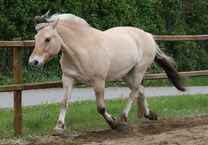 Gizella & miniature føl. billede 54