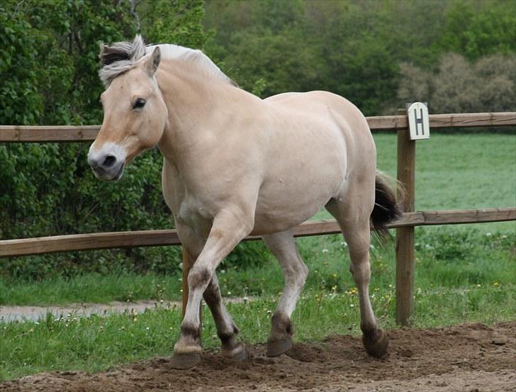 Gizella & miniature føl. billede 55