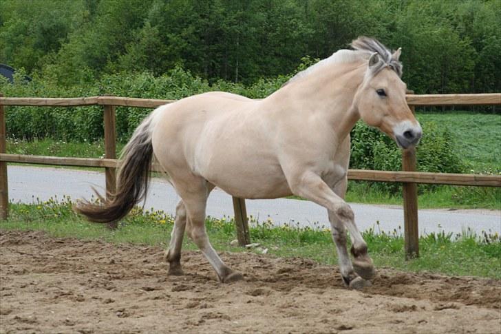 Gizella & miniature føl. billede 56