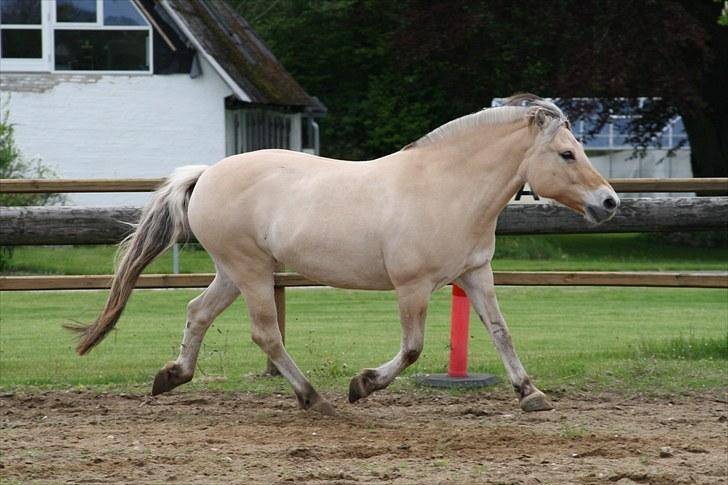 Gizella & miniature føl. billede 57