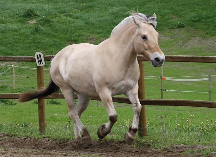 Gizella & miniature føl. billede 58