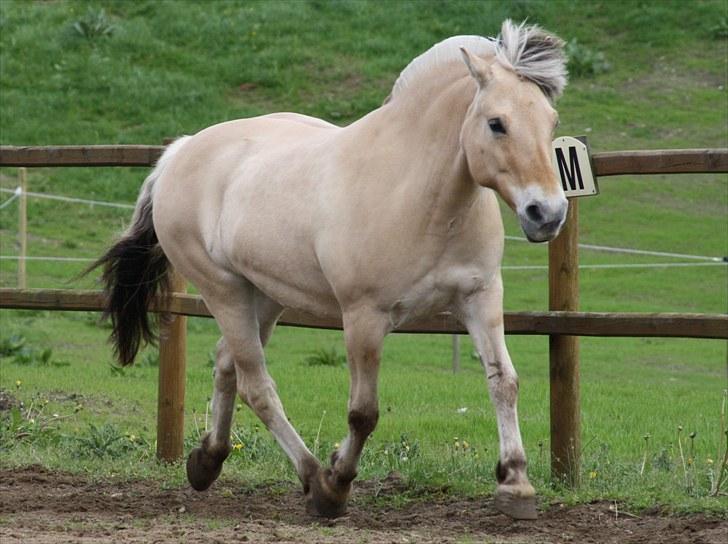 Gizella & miniature føl. billede 59