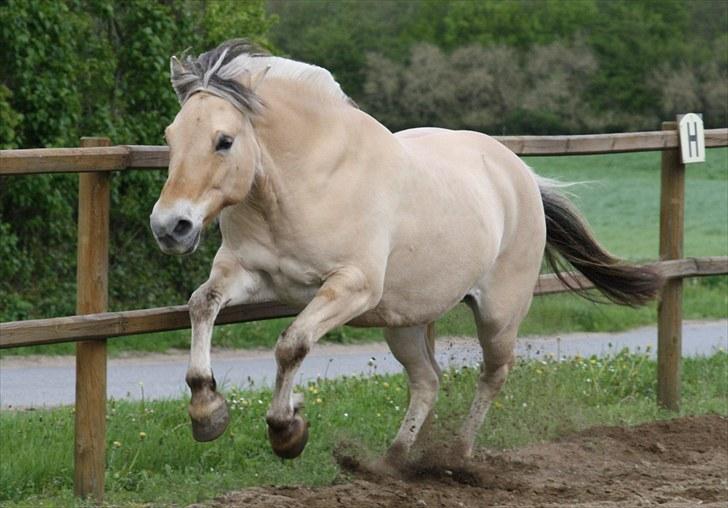 Gizella & miniature føl. billede 60