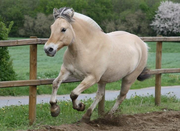 Gizella & miniature føl. billede 61