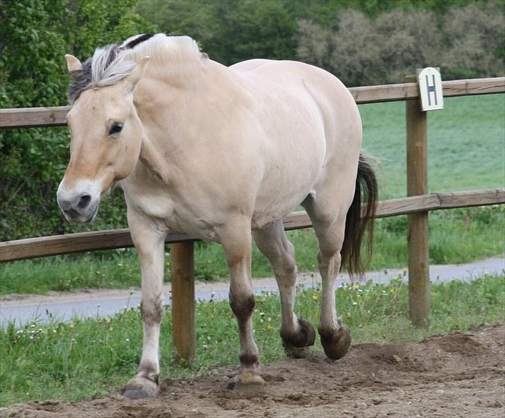 Gizella & miniature føl. billede 62