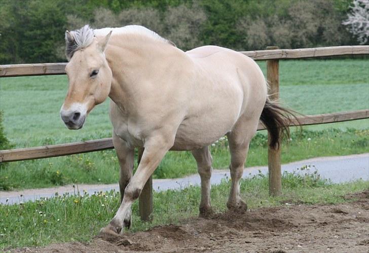 Gizella & miniature føl. billede 63