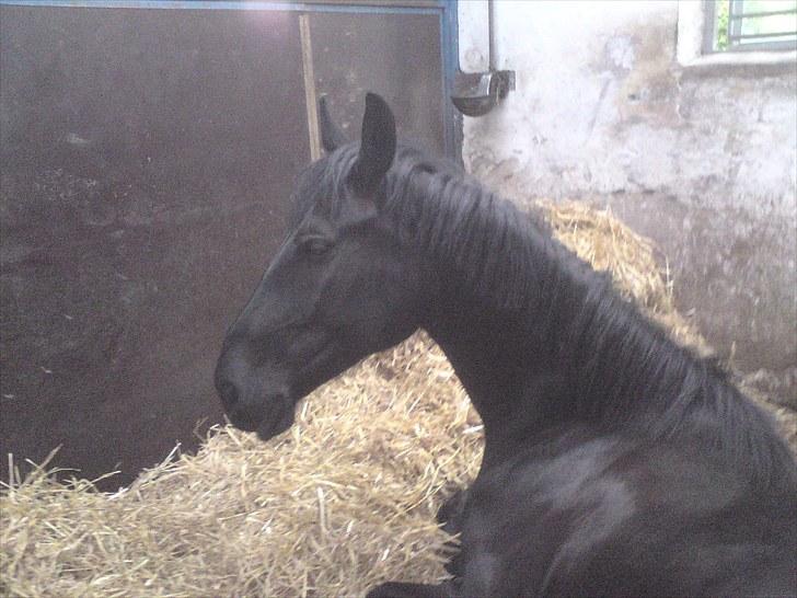 Dressur træning d. 12/6-10 på Pernille + Billeder af Penille ikk billede 10