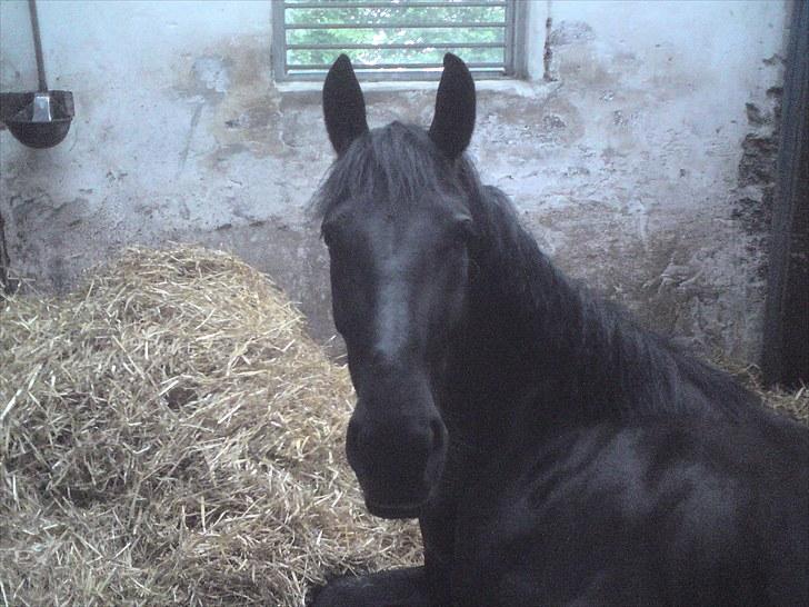 Dressur træning d. 12/6-10 på Pernille + Billeder af Penille ikk billede 11