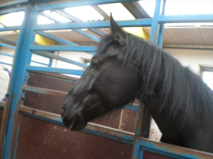 Dressur træning d. 12/6-10 på Pernille + Billeder af Penille ikk billede 12