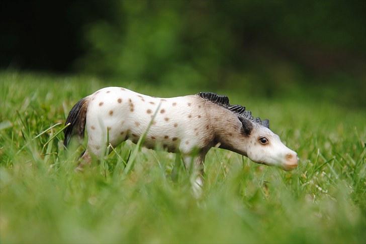 Mine Schleich heste - Knabstrupper Hingsteføl: Montino billede 23