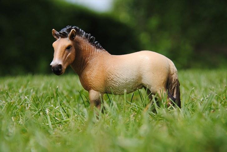 Mine Schleich heste - Prezewalski Hoppe: Lady billede 25