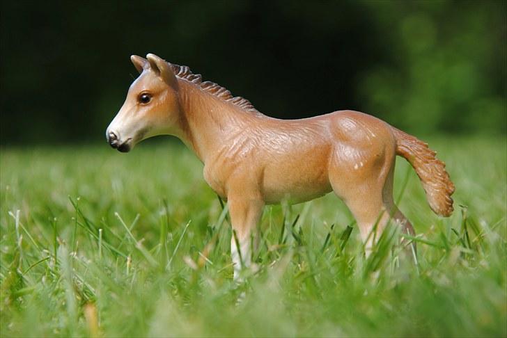 Mine Schleich heste - Holsterner hoppeføl: Tulle billede 31