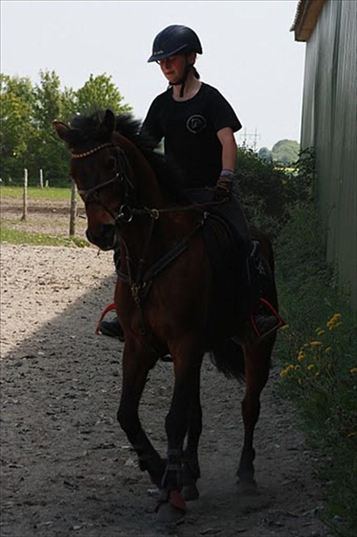 Cawello & Jeg - spring-dressur v. Malene Lund (-: d. 06062010 billede 1