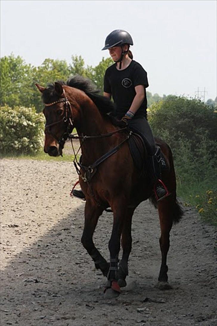 Cawello & Jeg - spring-dressur v. Malene Lund (-: d. 06062010 billede 2